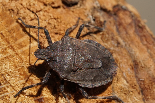 Arboreal Rough Stink Bug reference