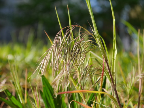 Cheatgrass reference