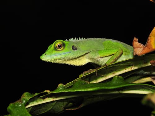 Green Crested Lizard reference