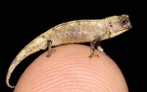 Nano Chameleon reference