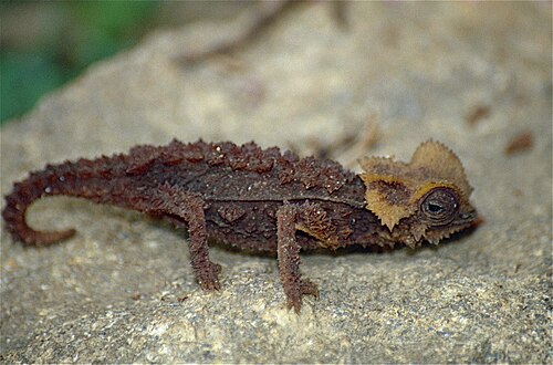 Armored Leaf Chameleon reference