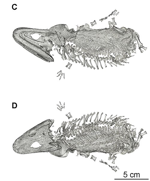 Broomistega reference