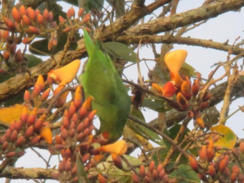 Cobalt-winged Parakeet reference