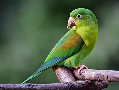 Orange-chinned Parakeet reference