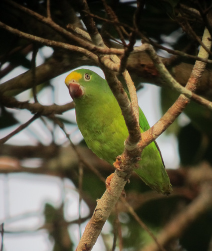 Tui Parakeet reference