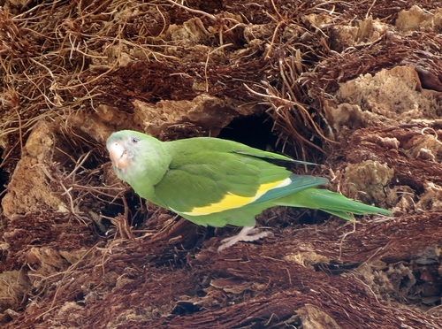 White-winged Parakeet reference