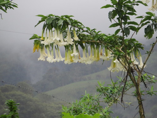 Tree Angel's Trumpet reference