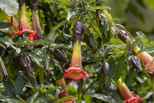 Red Angel's Trumpet reference