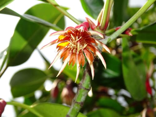 Large-leafed Mangrove reference