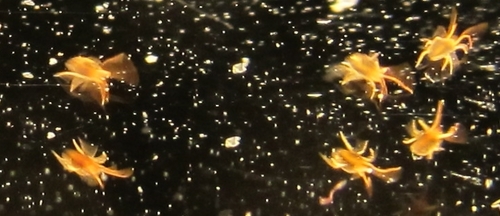 Clover Mite reference