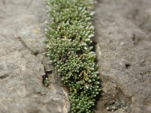 Silver Moss reference