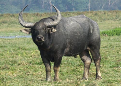 Wild Water Buffalo reference