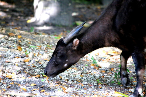 Lowland Anoa reference