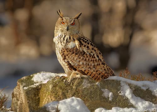 Eurasian Eagle-Owl reference
