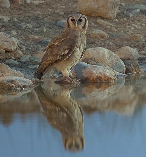 Verreaux's Eagle-Owl reference