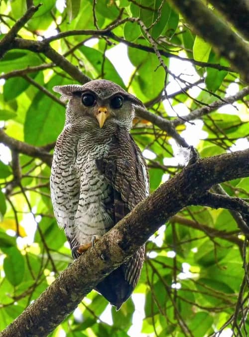 Barred Eagle-Owl reference