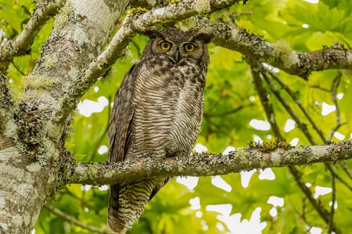 Great Horned Owl reference