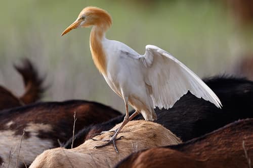 Eastern Cattle Egret reference