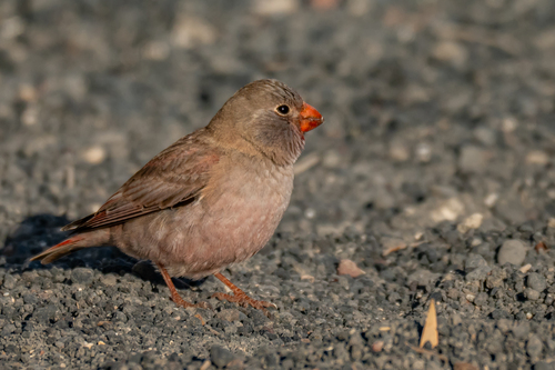 Trumpeter Finch reference