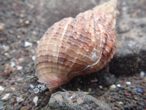 Common Whelk reference