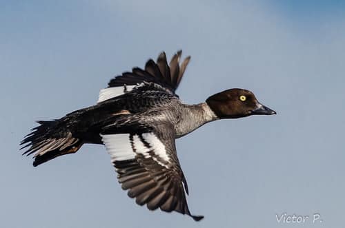 Common Goldeneye reference