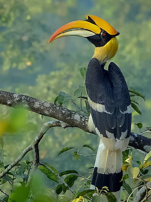 Great Hornbill reference