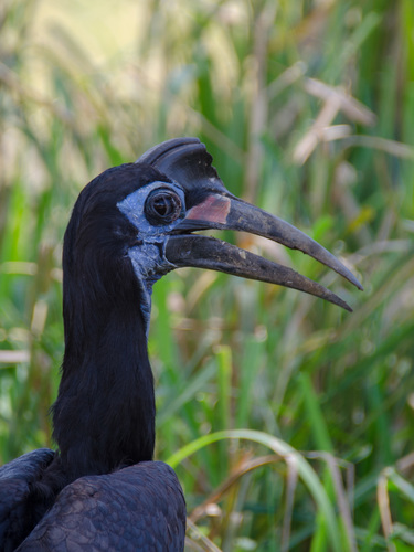 Abyssinian Ground Hornbill reference