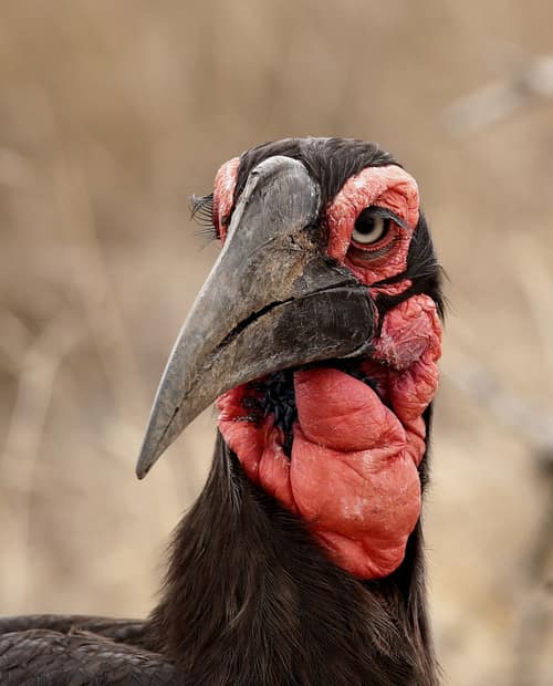Southern Ground Hornbill reference