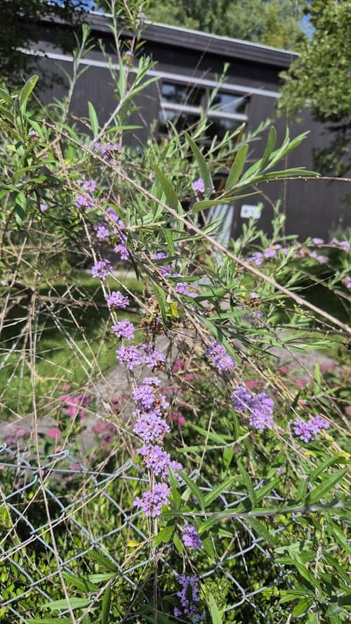 Alternate-leaved Butterfly Bush reference