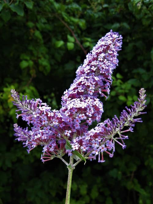 Butterfly Bush reference