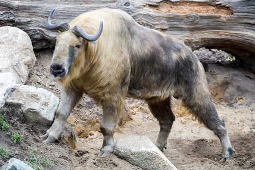 Tibetan Takin reference