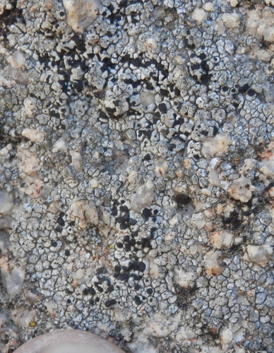 Dispersed Button Lichen reference