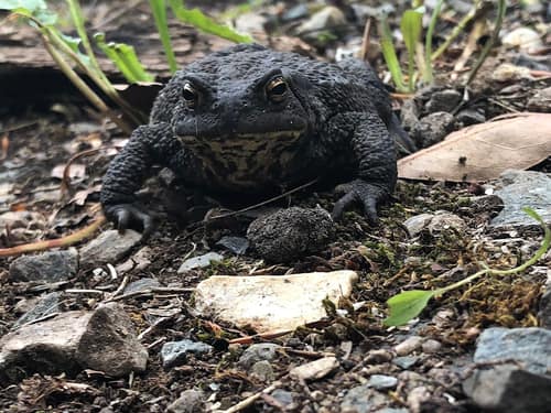 European Toad reference
