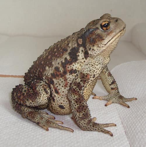 Asiatic Toad reference
