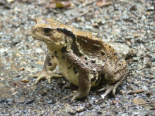 Japanese Stream Toad reference