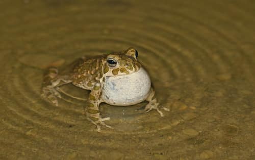 European Green Toad reference