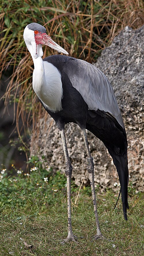 Wattled Crane reference