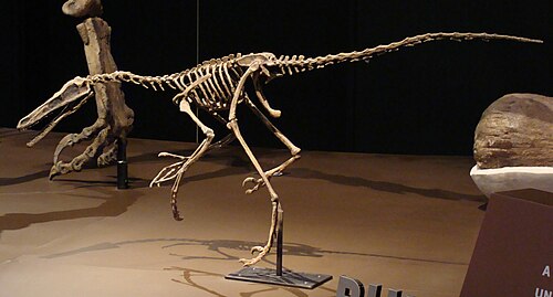 Buitreraptor reference