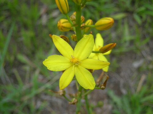 Bulbine Lily reference