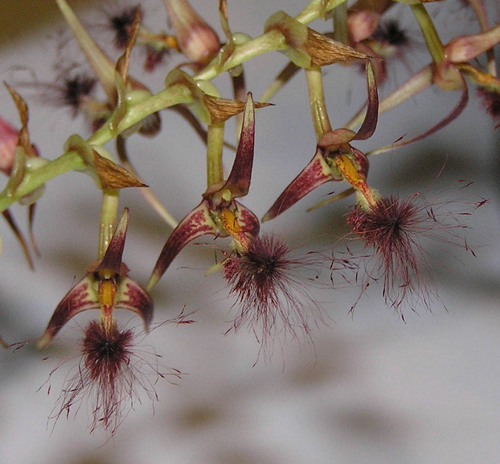 Bearded Bulbophyllum reference