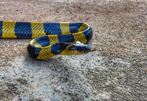 Banded Krait reference