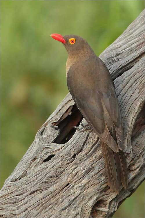 Red-billed Oxpecker reference
