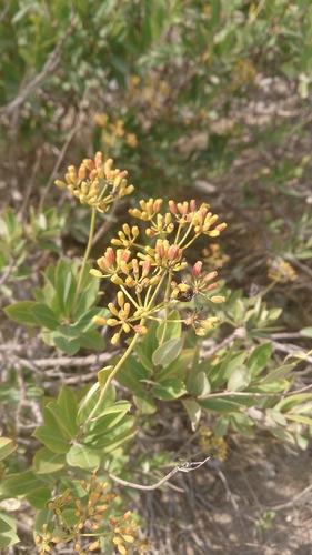 Shrubby Hare's-ear reference
