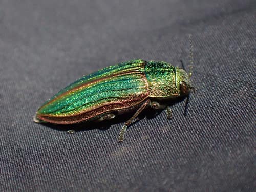 Golden Buprestid reference