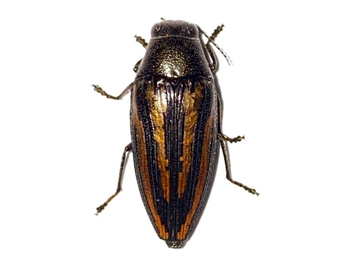 Metallic Pine Borer reference