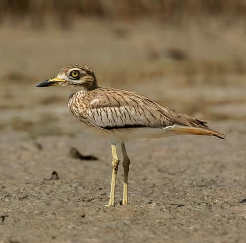 Senegal Thick-knee reference