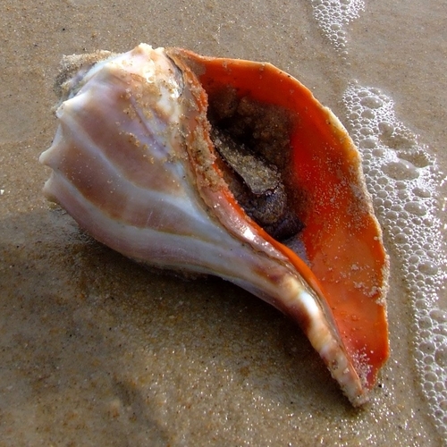 Knobbed Whelk reference