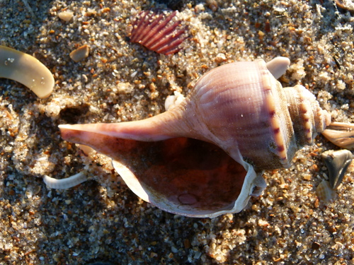 Channeled Whelk reference