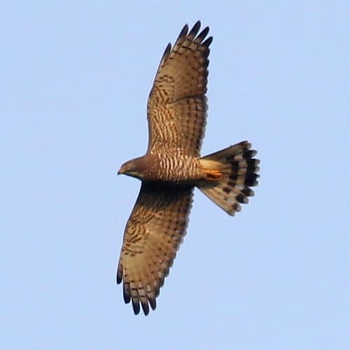 Grey-faced Buzzard reference