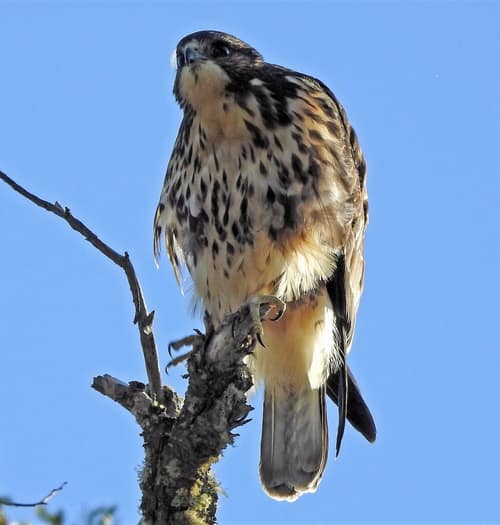 Rufous-tailed Hawk reference